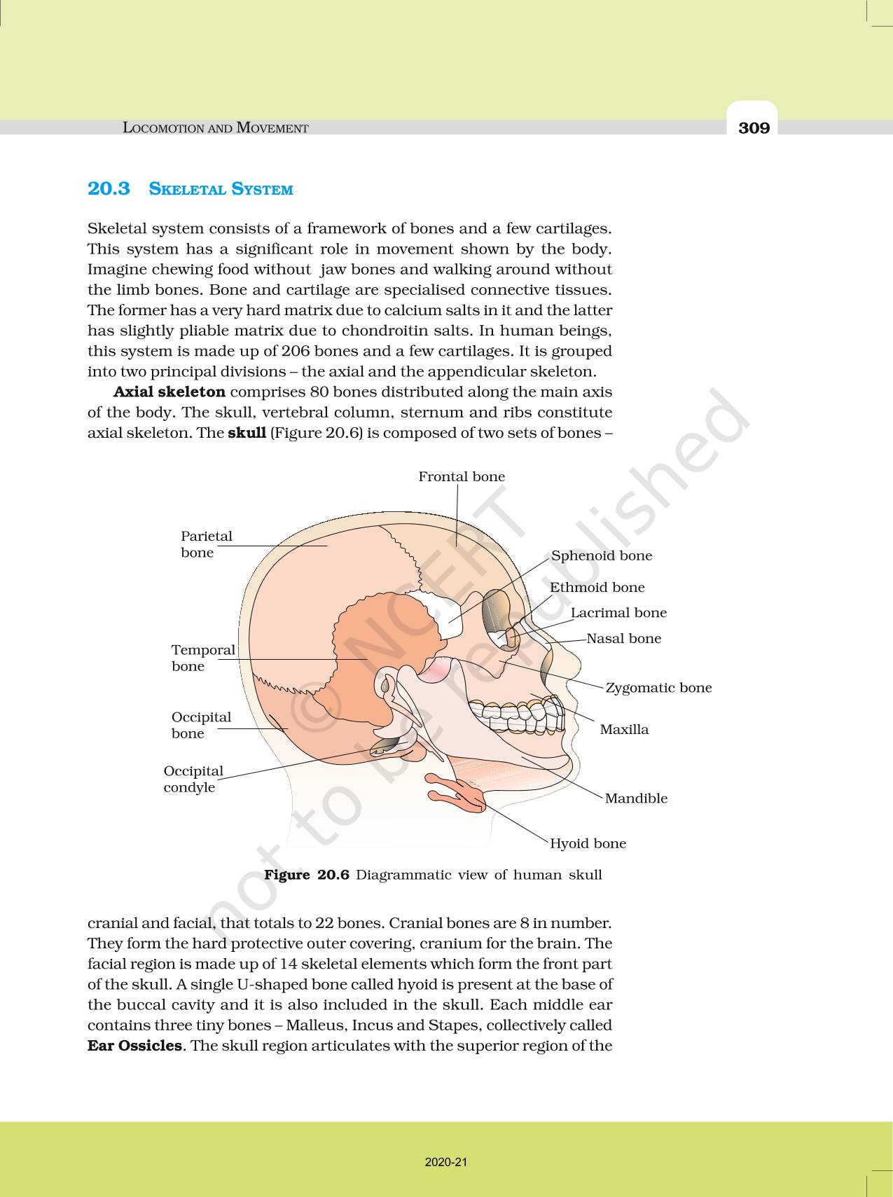 Locomotion And Movement - NCERT Book Of Class 11 Biology